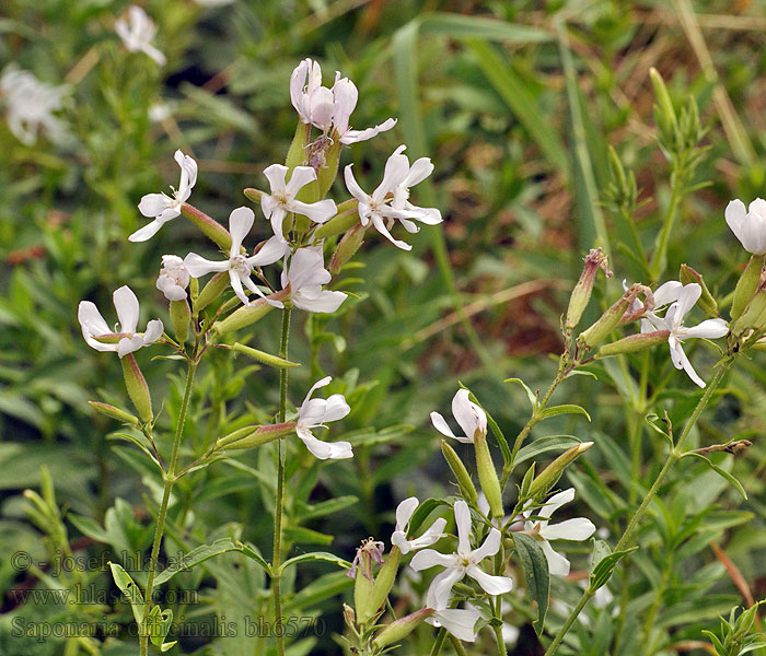 Mydlice lékařská Saponaria officinalis