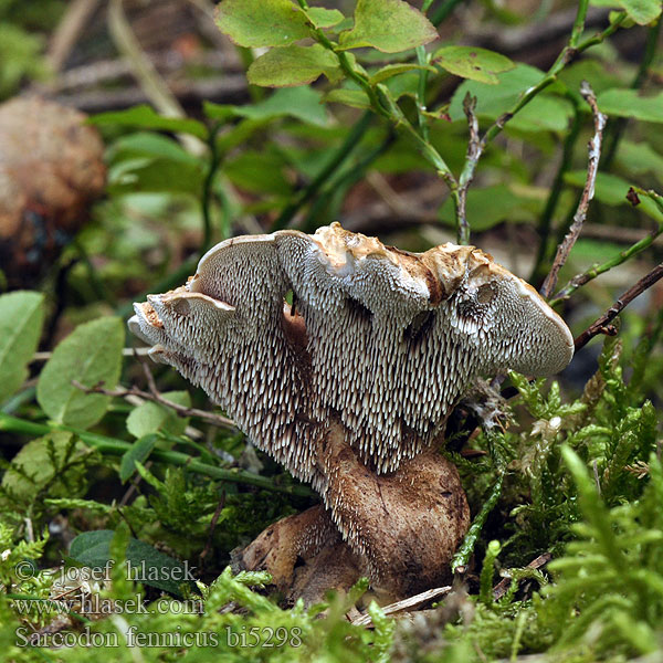 Sarcodon fennicus Hydnum fennicum Phaeodon Lošák finský Finnischer Stacheling Braunsporstacheling Bittere stekelzwam Bitter Taggsvamp Suominis žvynadyglis Саркодон финский Gallestorpigg