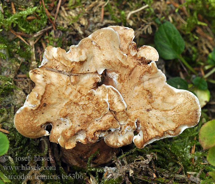 Finnischer Stacheling Braunsporstacheling Bittere stekelzwam Bitter Taggsvamp Suominis žvynadyglis Саркодон финский Gallestorpigg Sarcodon fennicus Hydnum fennicum Phaeodon Lošák finský