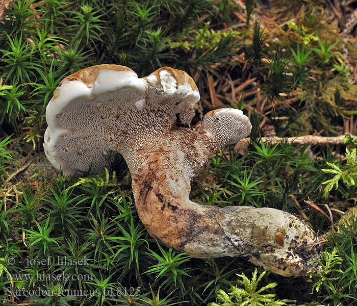 Suominis žvynadyglis Саркодон финский Gallestorpigg Hydnum fennicum Sarcodon fennicus Phaeodon Lošák finský Finnischer Stacheling Braunsporstacheling Bittere stekelzwam Bitter Taggsvamp