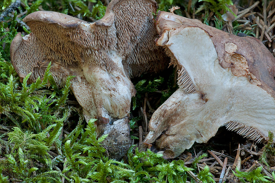 Lošák finský Sarcodon fennicus Hydnum fennicum Phaeodon