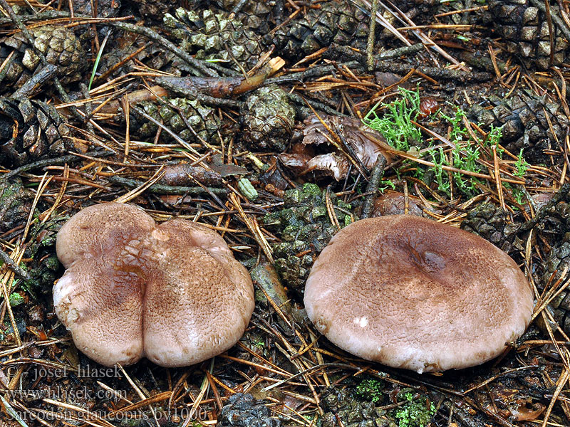 Sarcodon glaucopus Lošák sivonohý