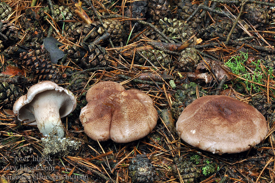 Sarcodon glaucopus Grünfüßiger Braunsporstacheling