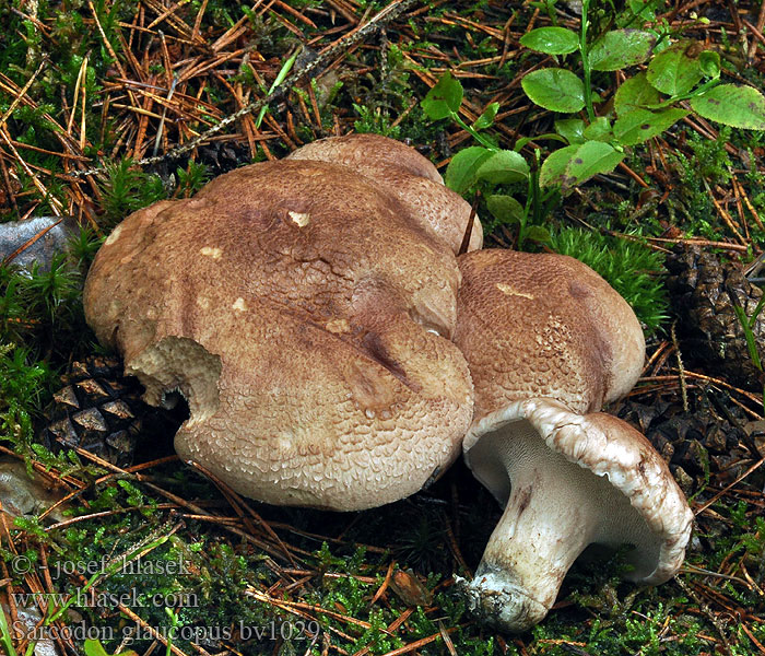 Lošák sivonohý Sarcodon glaucopus