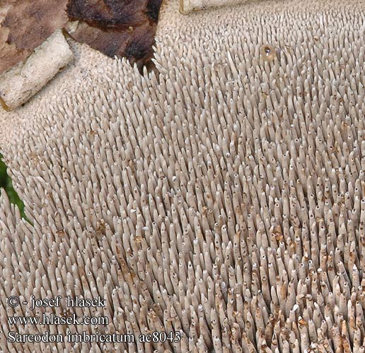 Hydnum imbricatum Ежевик пестрый Колчак Ежовик Jelenkovec škridlicovitý Sarcodon imbricatus squamosus Lošák jelení Jelenice Habichtspilz Hawk’s Wing Shingled Hedgehog Spore Mushroom Scaly Tooth Ежовик Suomuorakas Männynsuomuorakas Hydne imbriqué Skjellpiggsopp Kolczak dachówkowaty Sarniak Skællet kødpigsvamp Fjällig taggsvamp Kjellstorpigg Geschubde stekelzwam Rjavi ježevecm