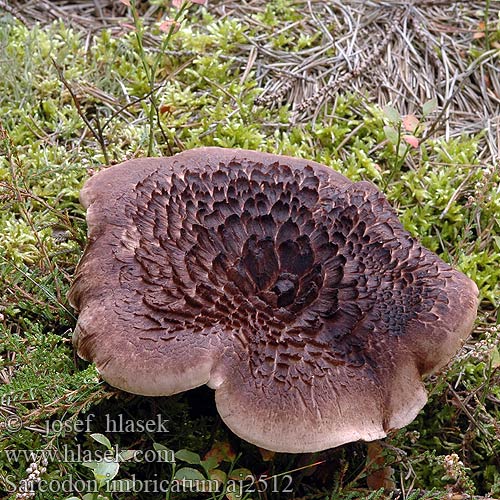 Hydnum imbricatum Sarcodon imbricatus squamosus Lošák jelení Jelenice Habichtspilz Hawk’s Wing Shingled Hedgehog Spore Mushroom Scaly Tooth Ежовик Suomuorakas Männynsuomuorakas Hydne imbriqué Skjellpiggsopp Kolczak dachówkowaty Sarniak Skællet kødpigsvamp Fjällig taggsvamp Kjellstorpigg Geschubde stekelzwam Rjavi ježevec Ежевик пестрый Колчак Jelenkovec škridlicovitý