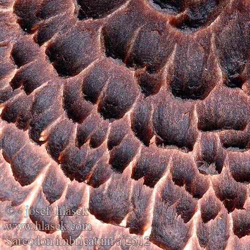 Hydnum imbricatum Hawk’s Wing Shingled Hedgehog Spore Mushroom Scaly Tooth Ежовик Suomuorakas Männynsuomuorakas Hydne imbriqué Skjellpiggsopp Kolczak dachówkowaty Sarniak Skællet kødpigsvamp Fjällig taggsvamp Kjellstorpigg Geschubde stekelzwam Rjavi ježevec Ежевик пестрый Колчак Jelenkovec škridlicovitý Sarcodon imbricatus squamosus Lošák jelení Jelenice Habichtspilz