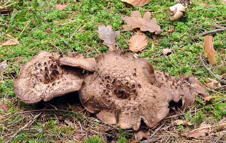 Sarcodon imbricatum