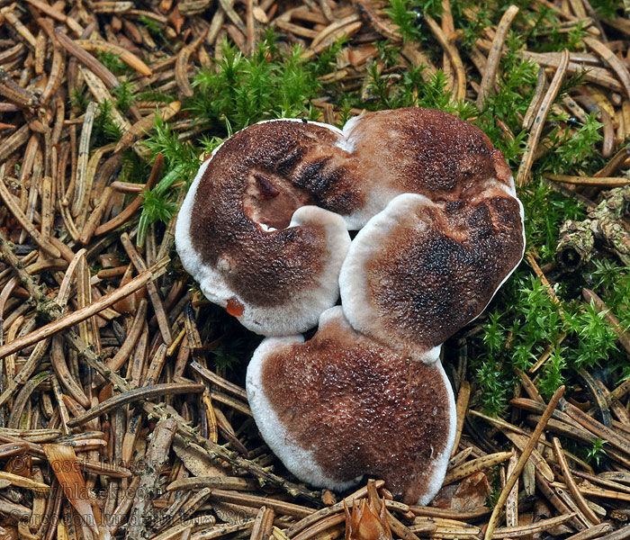 Vrangstorpigg Sarcodon lundellii