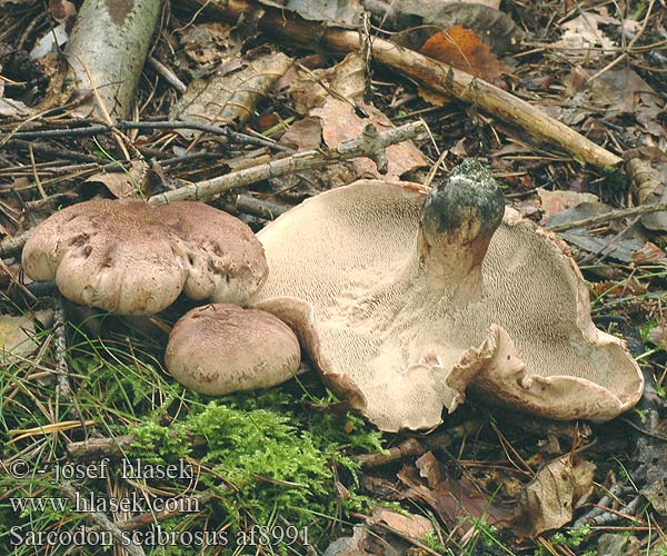 Sarcodon scabrosus Scaly Tooth Bitter pigsvamp Sarniak szorstki Blåfodet kødpigsvamp Skrovlig taggsvamp Korpás gereben Szemölcsösgombafélék ケロウジ Blauwvoetstekelzwan Gallen-Braunsporstacheling  Besk storpigg Jelenkovec horký Hrapavi ježevec Hydnum scabrosum Lošák hořký