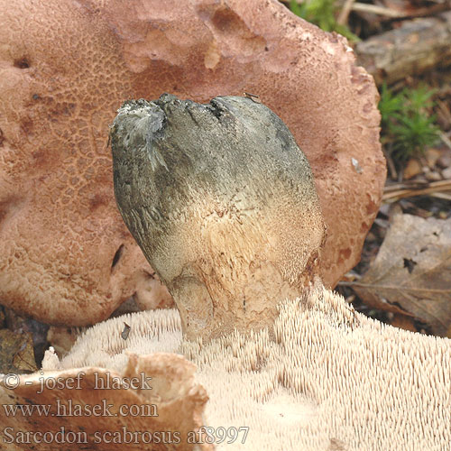 Sarcodon scabrosus ケロウジ Blauwvoetstekelzwan Gallen-Braunsporstacheling  Besk storpigg Jelenkovec horký Hrapavi ježevec Hydnum scabrosum Lošák hořký Scaly Tooth Bitter pigsvamp Sarniak szorstki Blåfodet kødpigsvamp Skrovlig taggsvamp Korpás gereben Szemölcsösgombafélék