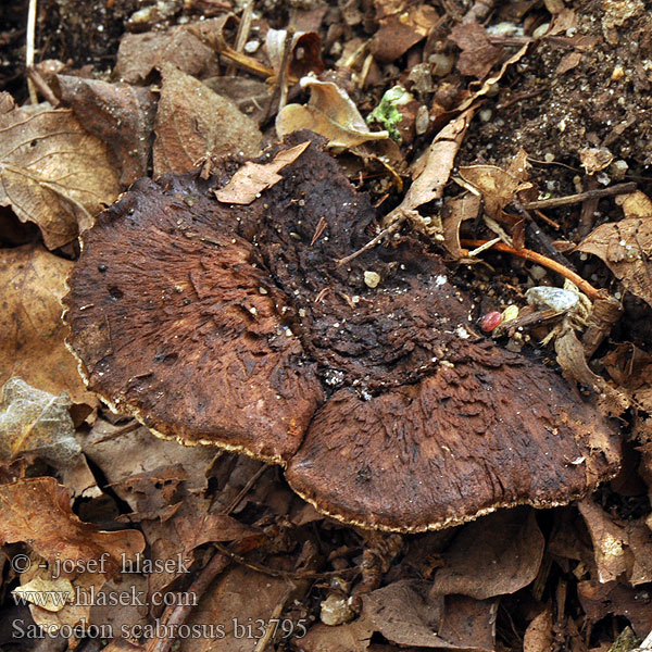 Hydnum scabrosum Lošák hořký Scaly Tooth Bitter pigsvamp Sarniak szorstki Blåfodet kødpigsvamp Skrovlig taggsvamp Korpás gereben Szemölcsösgombafélék ケロウジ Blauwvoetstekelzwan Gallen-Braunsporstacheling  Besk storpigg Sarcodon scabrosus Jelenkovec horký Hrapavi ježevec