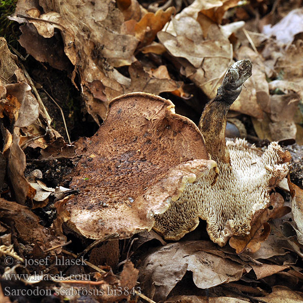 Sarcodon scabrosus bi3843