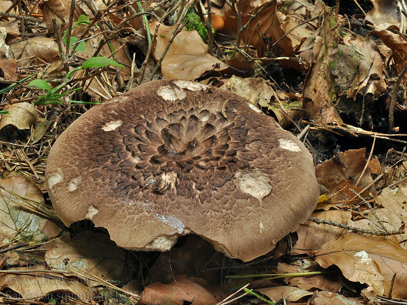 Lošák šupinatý Sarcodon squamosus