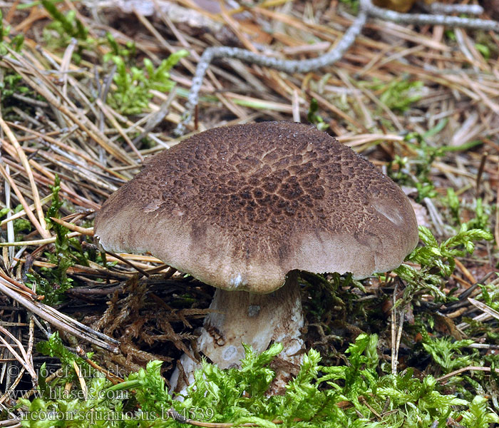 Jelenkovec sosnový Sarcodon squamosus