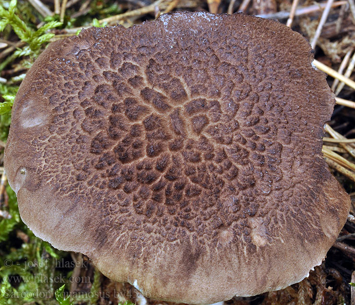 Småskællet Kødpigsvamp Sarcodon squamosus