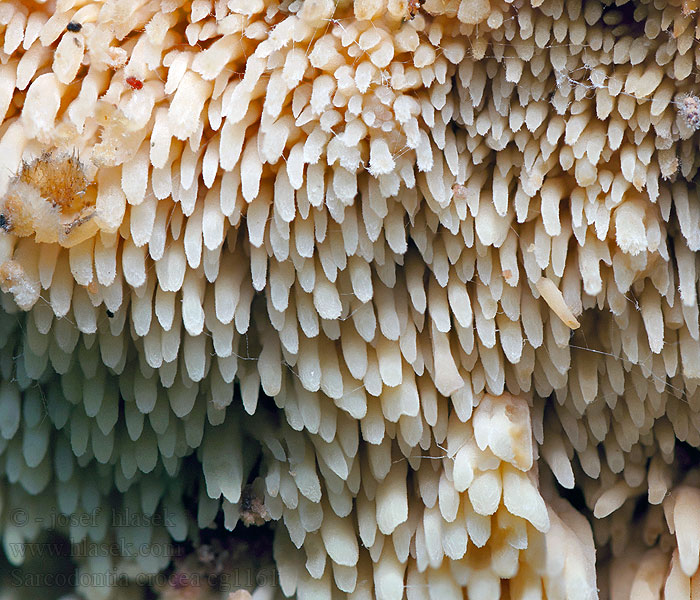 Sarcodontia crocea Hrotnatka zápašná Krustenförmiger Stachelbart