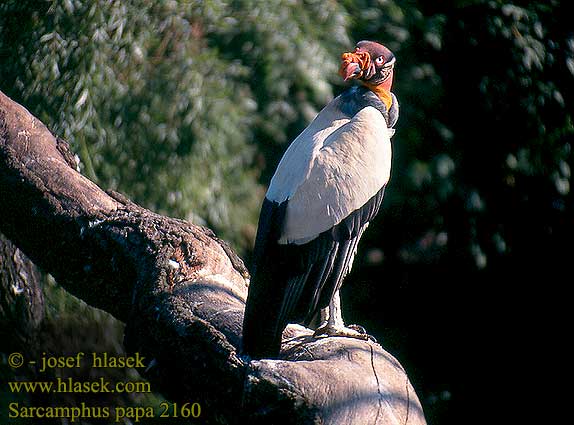 Sarcoramphus papa King Vulture Königsgeier Vautour pape Urubu-rei Vautour pape Gallinazo Rey zopilote rey kondor královský της Φλαμένγκο Царский гриф папа гриф королевский kondor królewski királykeselyűnél