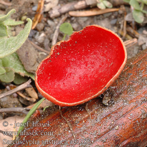 Scarlet Cup Elfcup Zinnoberroter Kelchbecherling Punamaljakas