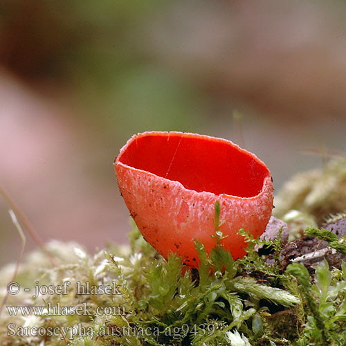 Scharlakansröd vårskål Sarcoscypha austriaca Scarlet Cup Elfcup