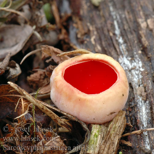 Sarcoscypha austriaca Zinnoberroter Kelchbecherling