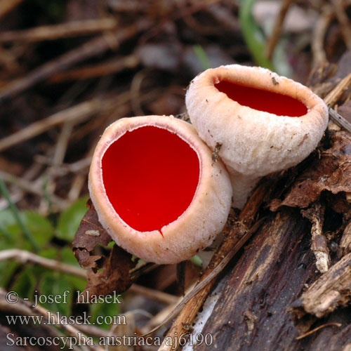 Sarcoscypha austriaca aj6190