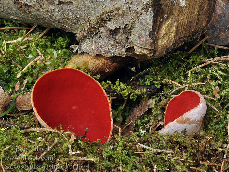 Scharlakansröd vårskål Sarcoscypha austriaca