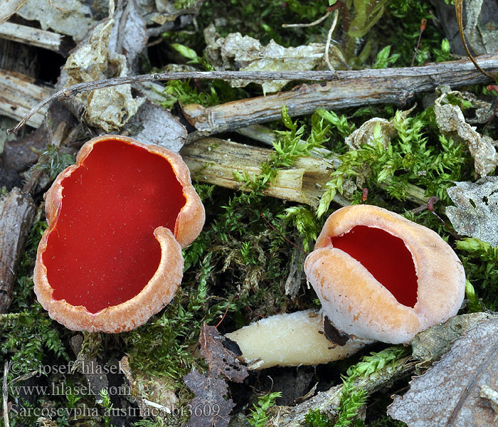 Sarcoscypha austriaca Pézize écarlate Krulhaarkelkzwam