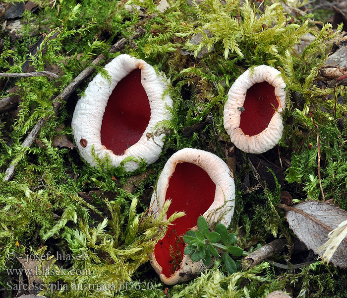 Sarcoscypha austriaca Scharlachrote Kelchbecherling