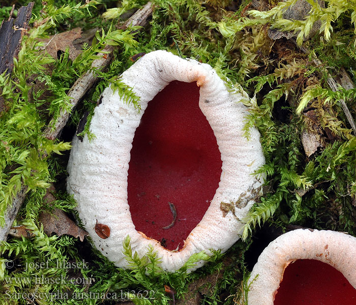 Sarcoscypha austriaca Czarka austriacka