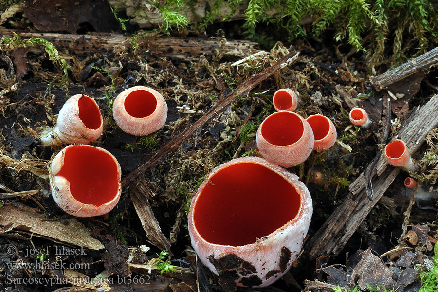 Sarcoscypha austriaca Ohnivec rakouský