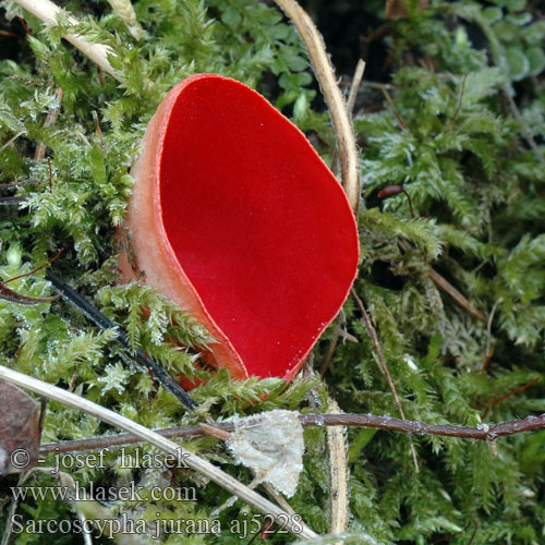 Sarcoscypha jurana Ohnivec jurský Slijmspoorkelkzwam Zinnoberroten Kelchbecherling Linden-Kelchbecherling