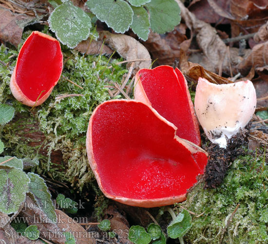 Ohnivec jurský Slijmspoorkelkzwam Zinnoberroten Kelchbecherling Linden-Kelchbecherling Sarcoscypha jurana