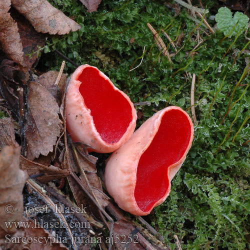 Slijmspoorkelkzwam Zinnoberroten Kelchbecherling Linden-Kelchbecherling Sarcoscypha jurana Ohnivec jurský