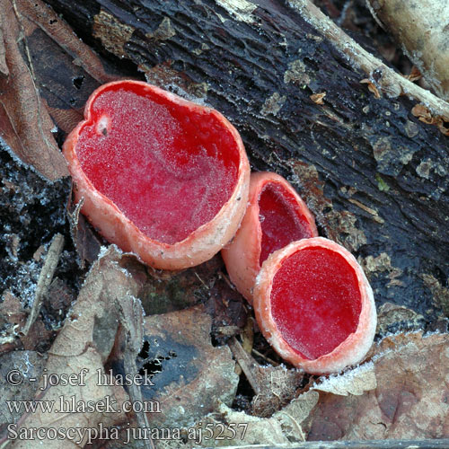 Zinnoberroten Kelchbecherling Linden-Kelchbecherling Sarcoscypha jurana Ohnivec jurský Slijmspoorkelkzwam