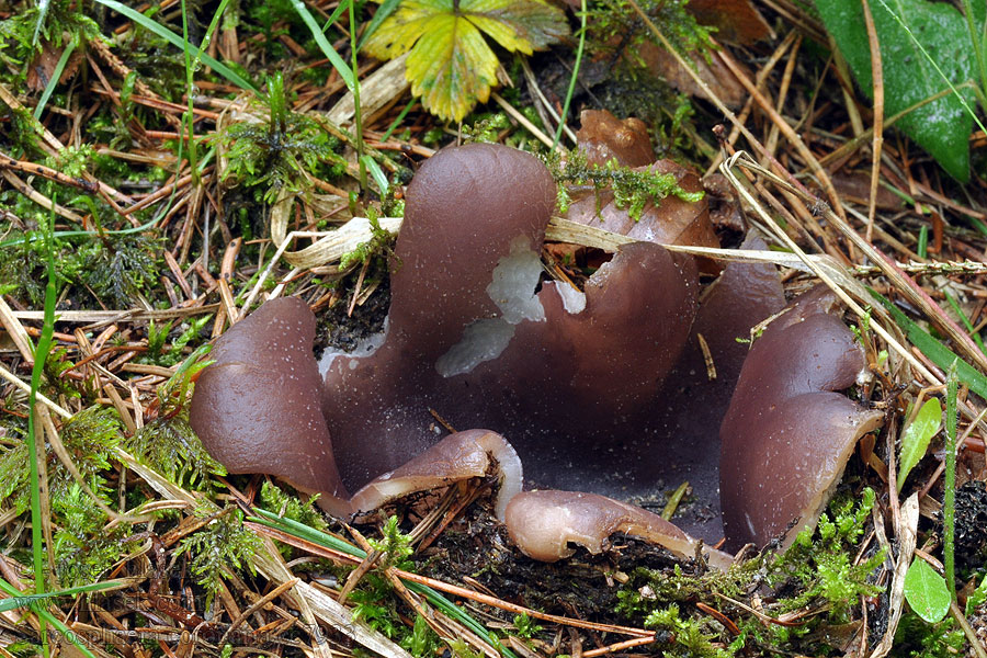 Sarcosphaera coronaria Baňka velkokališná Kronenbecherling