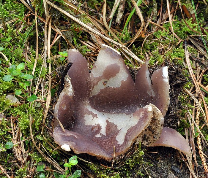 Kroonbekerzwam Koronica ozdobna Tulipánovka fialová