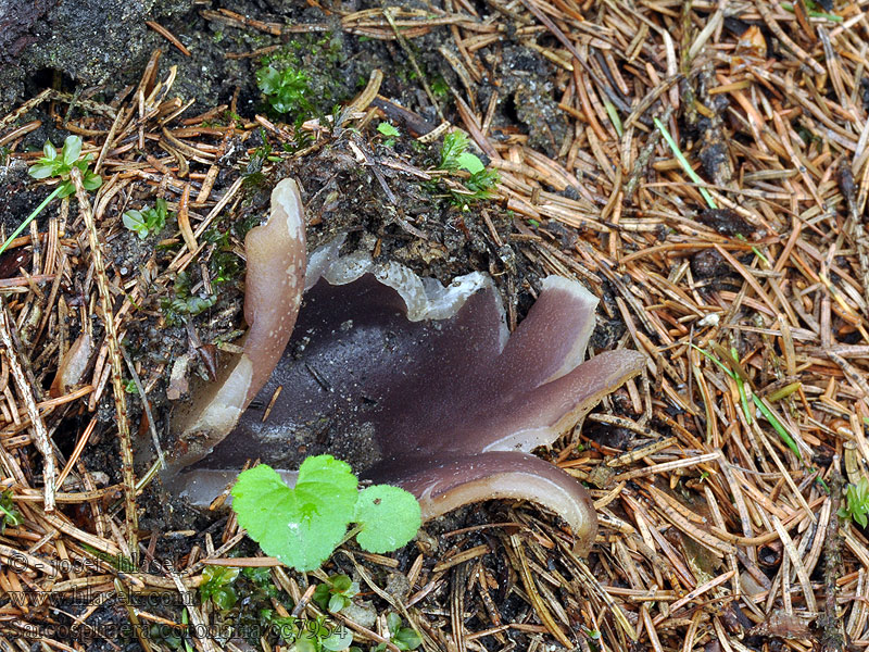 Baňka velkokališná Sarcosphaera coronaria