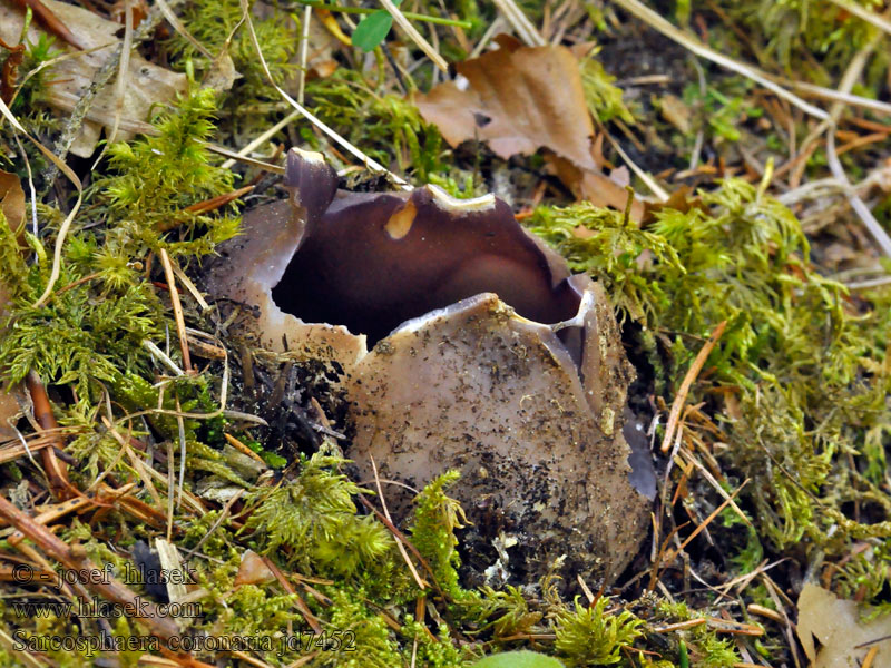 Sarcosphaera coronaria