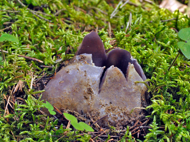 Саркосфера венечная Sarcosphaera coronaria