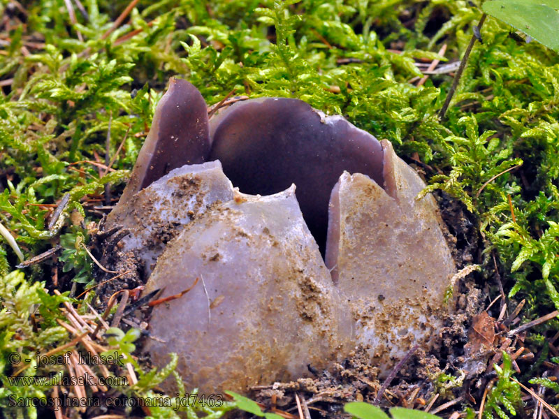 Pézize couronnée Kronebegersopp Sarcosphaera coronaria