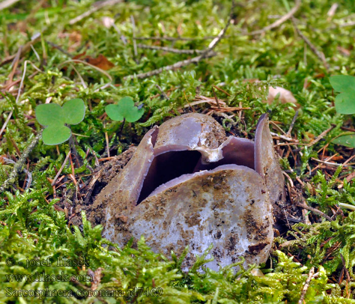 Tulipánovka fialová Sarcosphaera coronaria