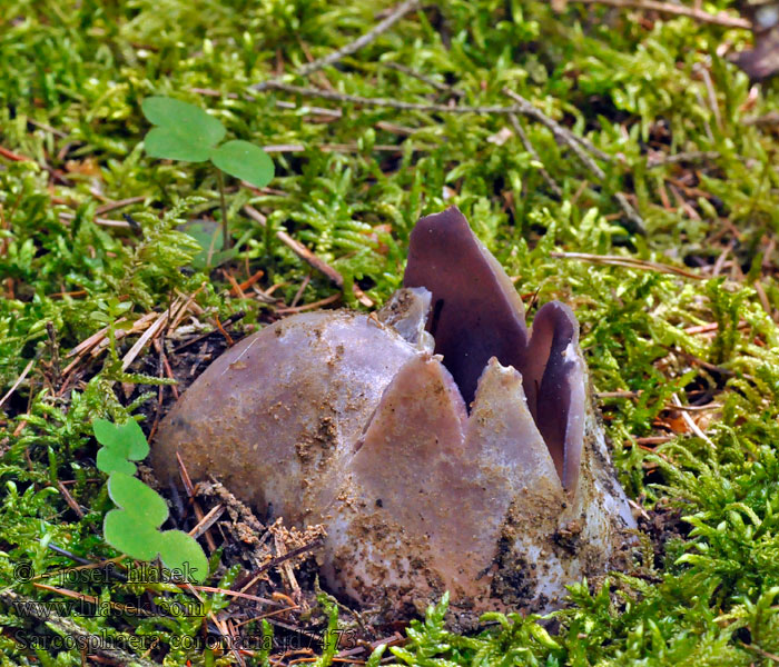 Koronica ozdobna Sarcosphaera coronaria