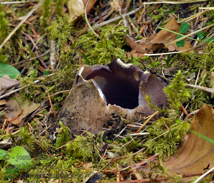 Kronenbecherling Kroonbekerzwam Sarcosphaera coronaria