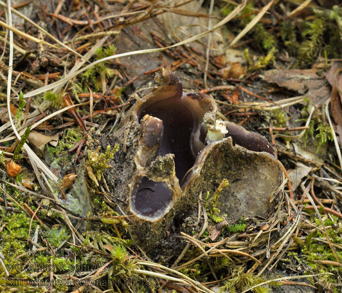 Baňka velkokališná Sarcosphaera coronaria