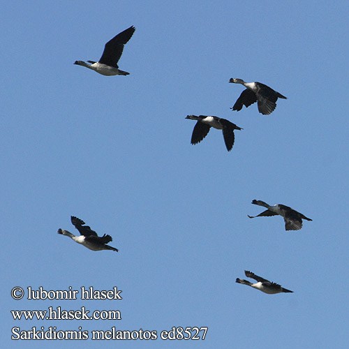 Sarkidiornis melanotos Comb Duck Pižmovka hřebenatá Glanzente Knopgås Pato Crestudo Kyhmysorsa Sarcidiorne bosse コブガモ Knobbeleend Legôu Bata Bukini Nyundo Pura Dziwonos Pato crista Гребенчатая утка Knöland מקור-כפתור Kamand Knoppand Kačica hrebenatá Grbasta raca Komp Ördeği 瘤鸭