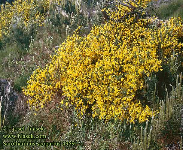 Sarothamnus scoparius Cytisus scoparius Broom Besenginster