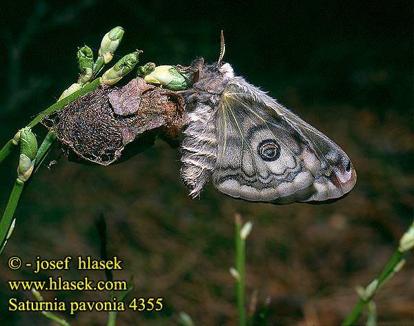 Saturnia pavonia Emperor Moth Petit-paon Nuit Kis pávaszem