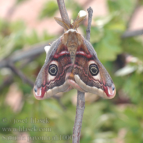 Saturnia pavonia Emperor Moth Petit-paon Nuit Kis pávaszem