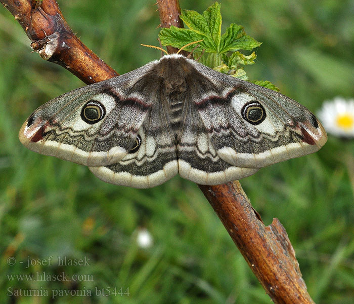 Saturnia pavonia Emperor Moth